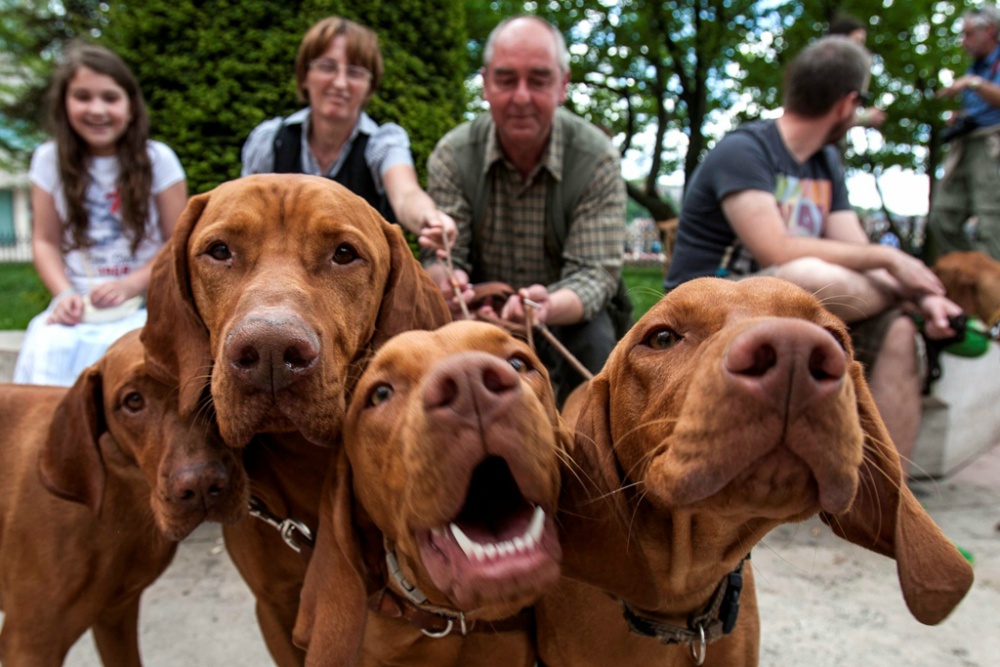 Minden harmadik embernek van kutyája