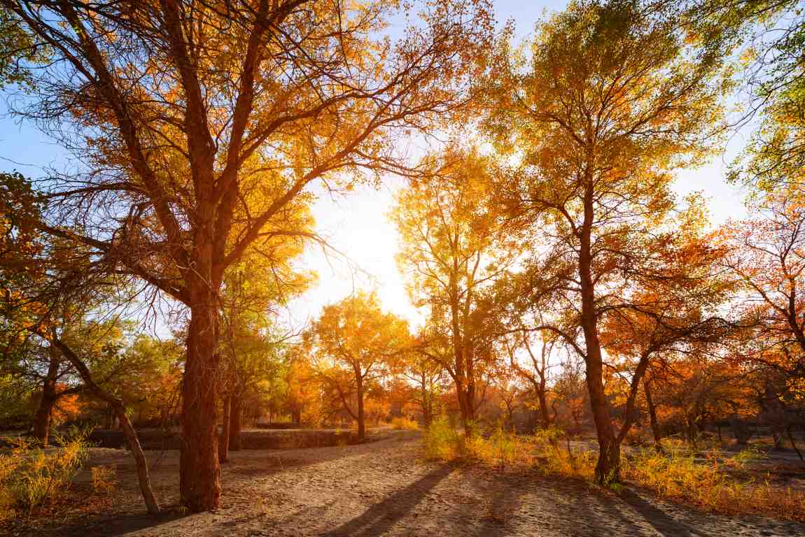 Marad a vénasszonyok nyara