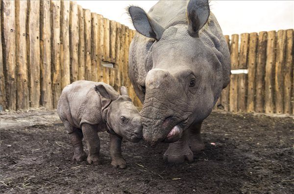 Indiai orrszarvú született a Nyíregyházán