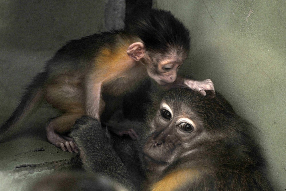 Aranyhasú mangábé született Budapesten