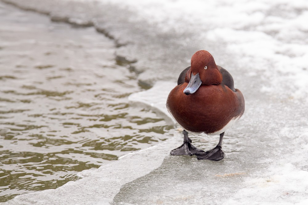 Nem szabad etetni a vízimadarakat