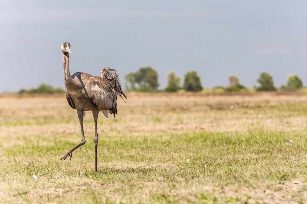 Darvadozás a Szegedi Fehér-tónál