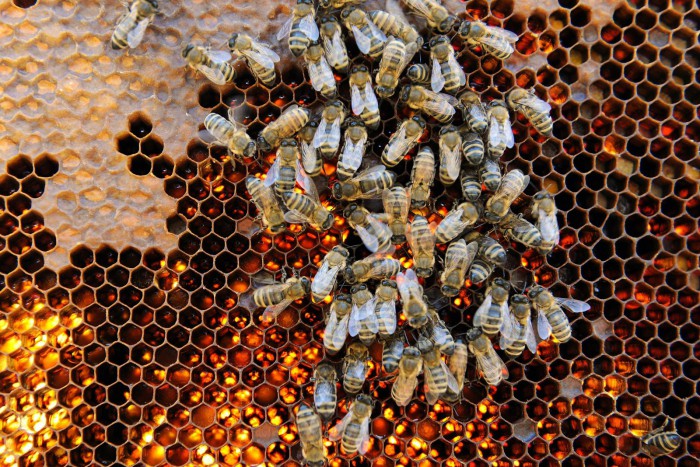 Össze kell fogni a magyar mézért