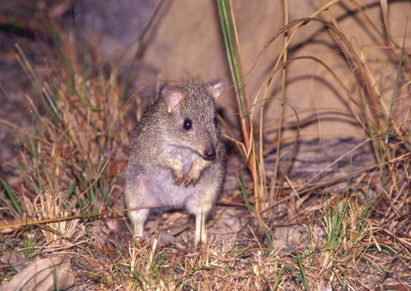 Kihalás fenyegeti az apró erszényest