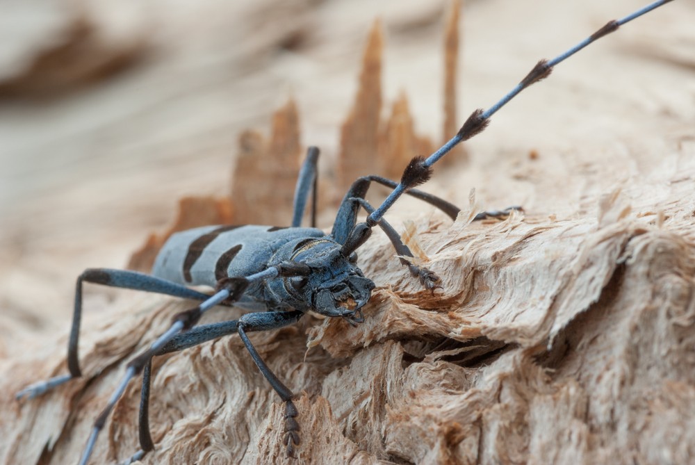 A havasi cincér az év rovara