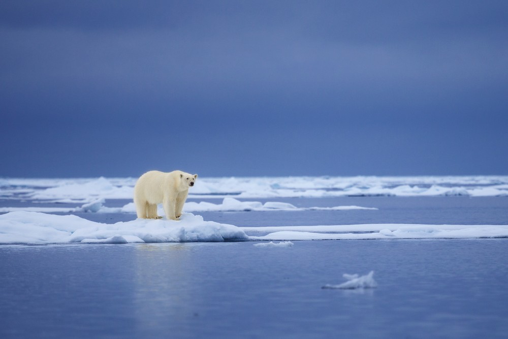 Jegesmedve ölt meg egy kempingezőt a Spitzbergákon