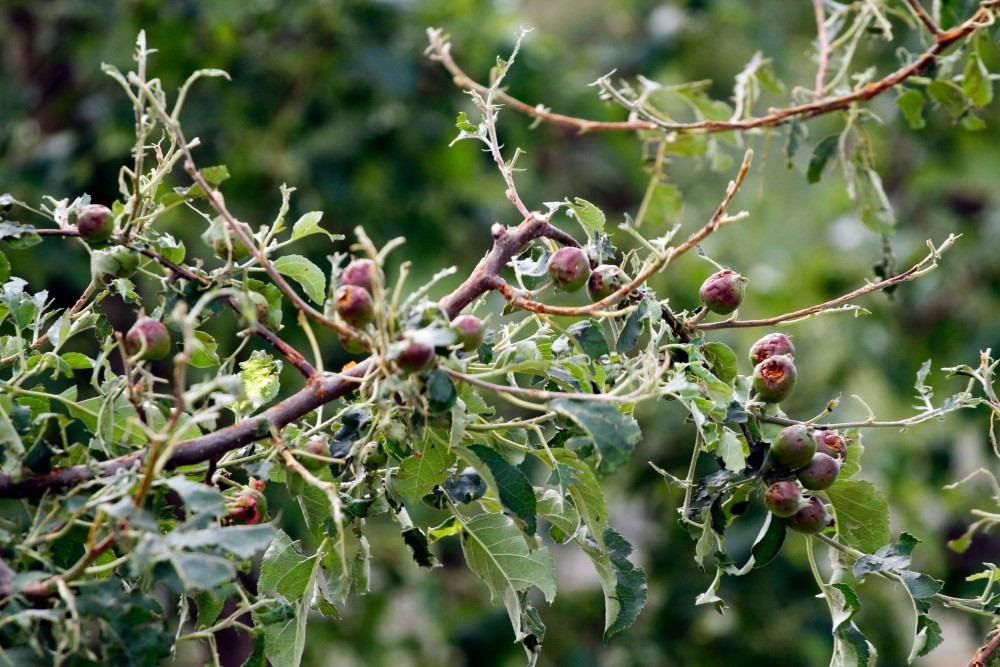 Működik a jégkármérséklő-rendszer
