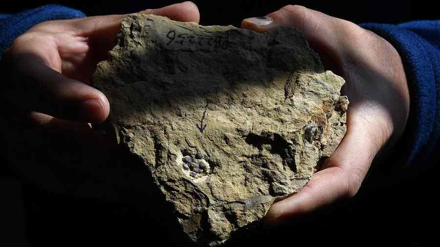 Korábbról származnak a virágok, mint sejtettük