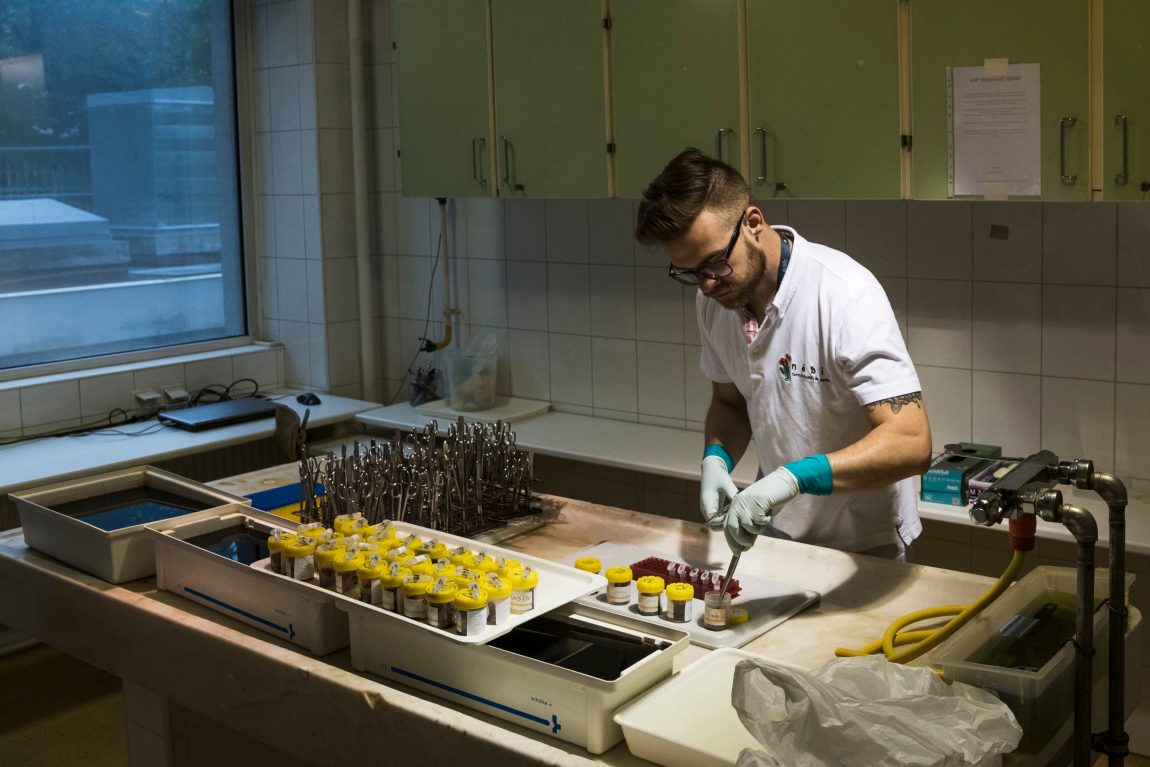 Terjed a sertéspestis Romániában