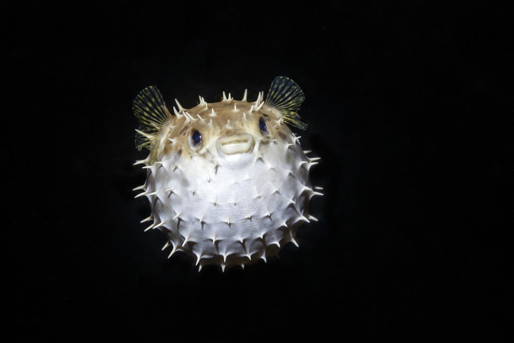 Felfújódó tabletta segíthet a gyomordaganatok gyógyításában