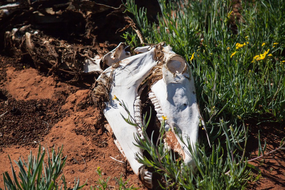 Vadállatok tömegei pusztulnak el