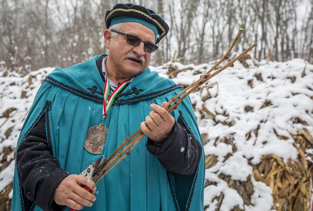 Remek szőlőtermést jósoltak Ópusztaszeren