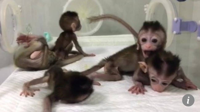 Génszerkesztett majmokat klónoztak