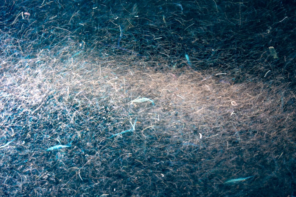 Egyre kisebb a sarki rákok élőhelye