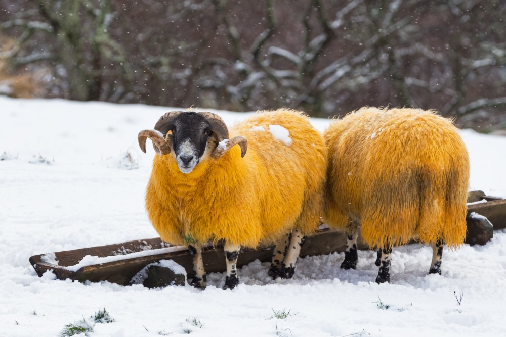 Rekordhideg Svédországban és Skóciában