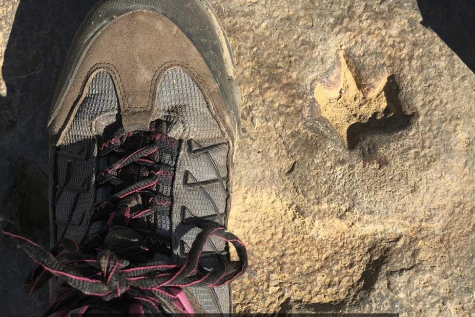 Dinoszauruszlábnyomok Ausztráliában