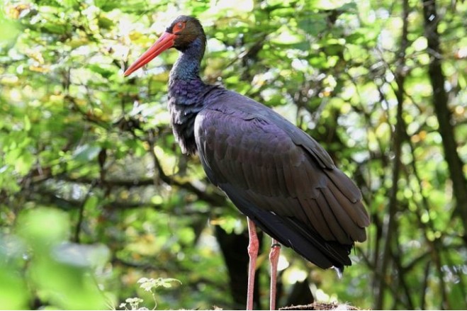 Zoltán már elindult haza Afrikából