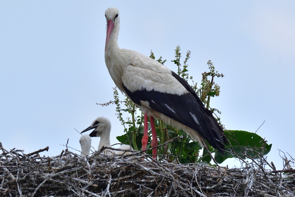 Hamarabb térnek vissza a költözőmadarak