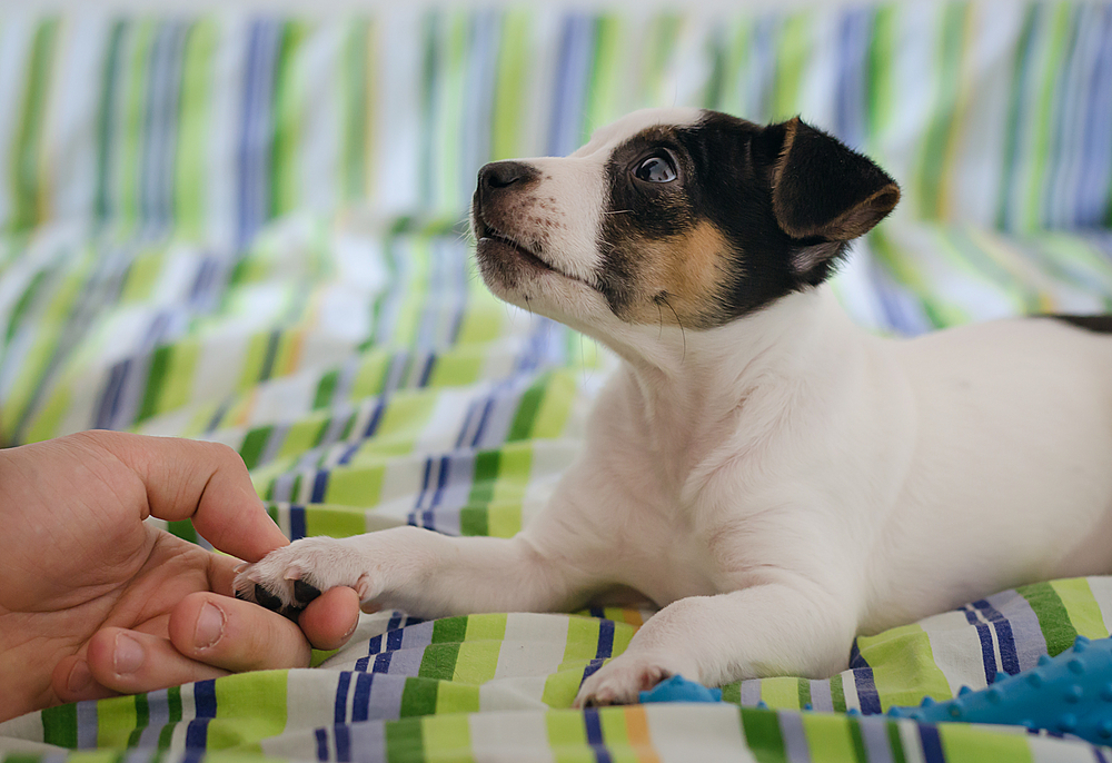 Felfüggesztett fogház a kutyát az ötödikről ledobó férfinak