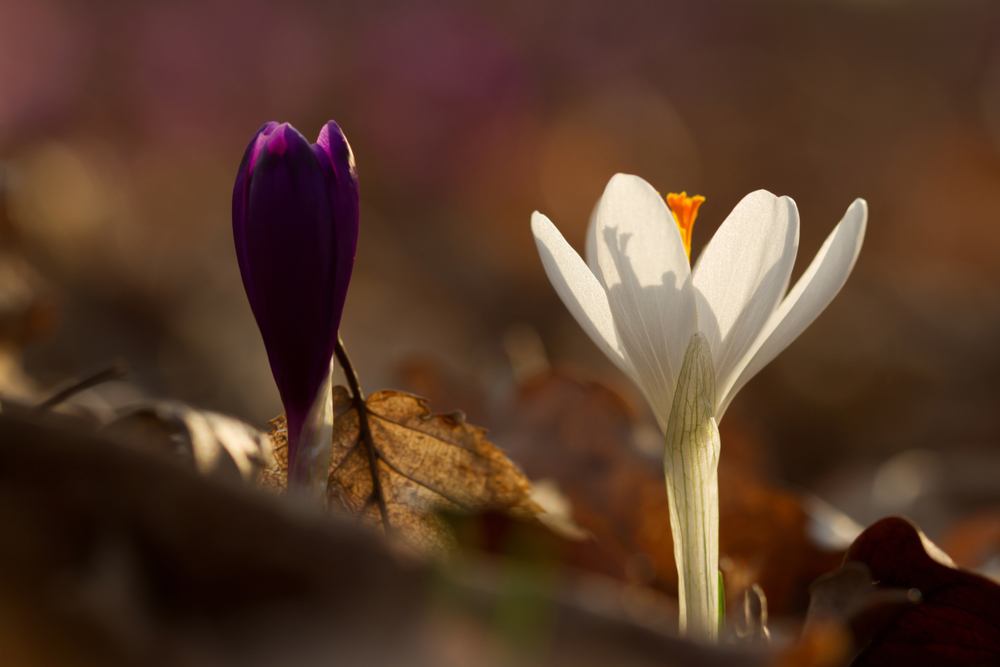 A jövő héten már 20 fok is lehet