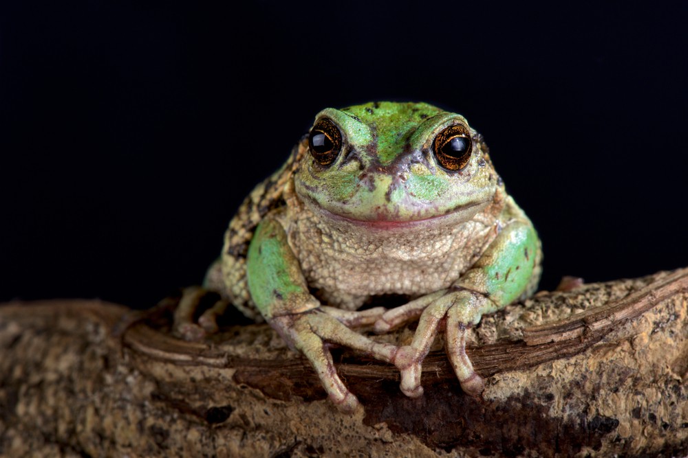 Egyetlen betegség sem okozott még ekkora pusztítást