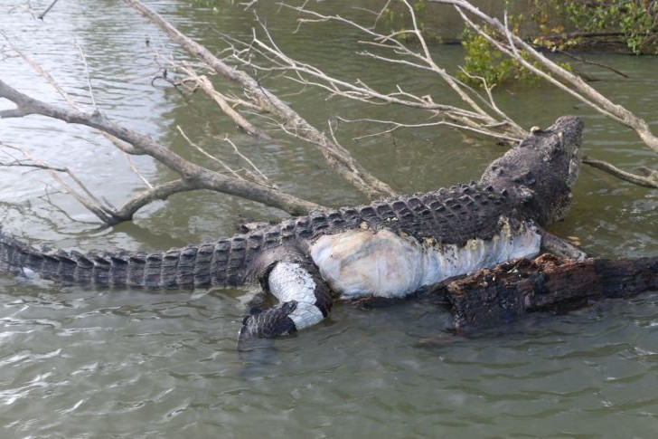 Megölték Ausztrália egyik legöregebb krokodilját