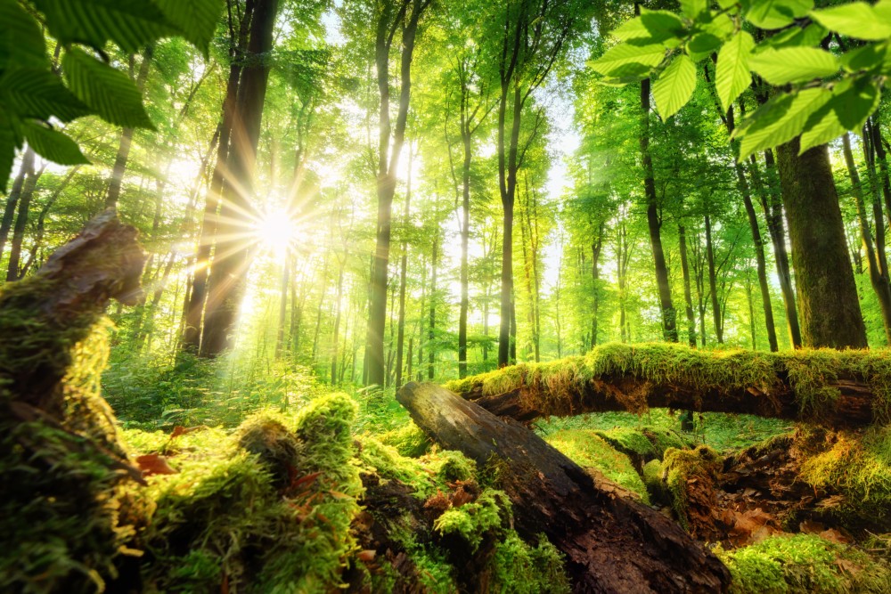 Újraéleszthetők az elpusztult erdők