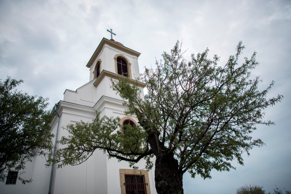 Pécsi fa lett az év európai fája