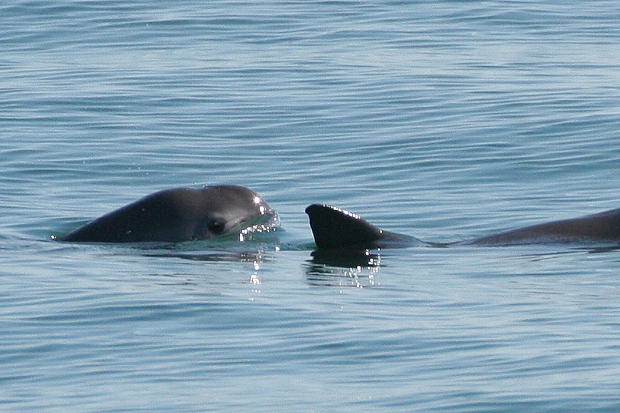 Legfeljebb 22 kaliforniai disznódelfin maradt