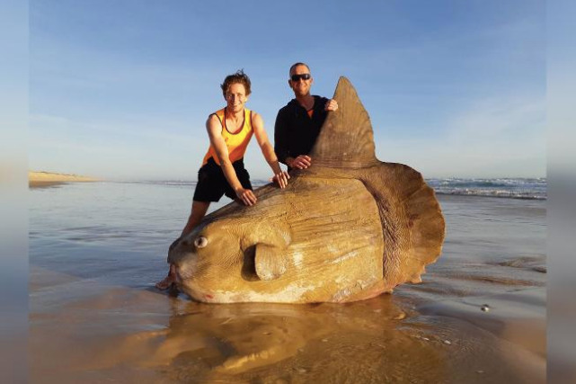 Óriáshal Ausztráliában