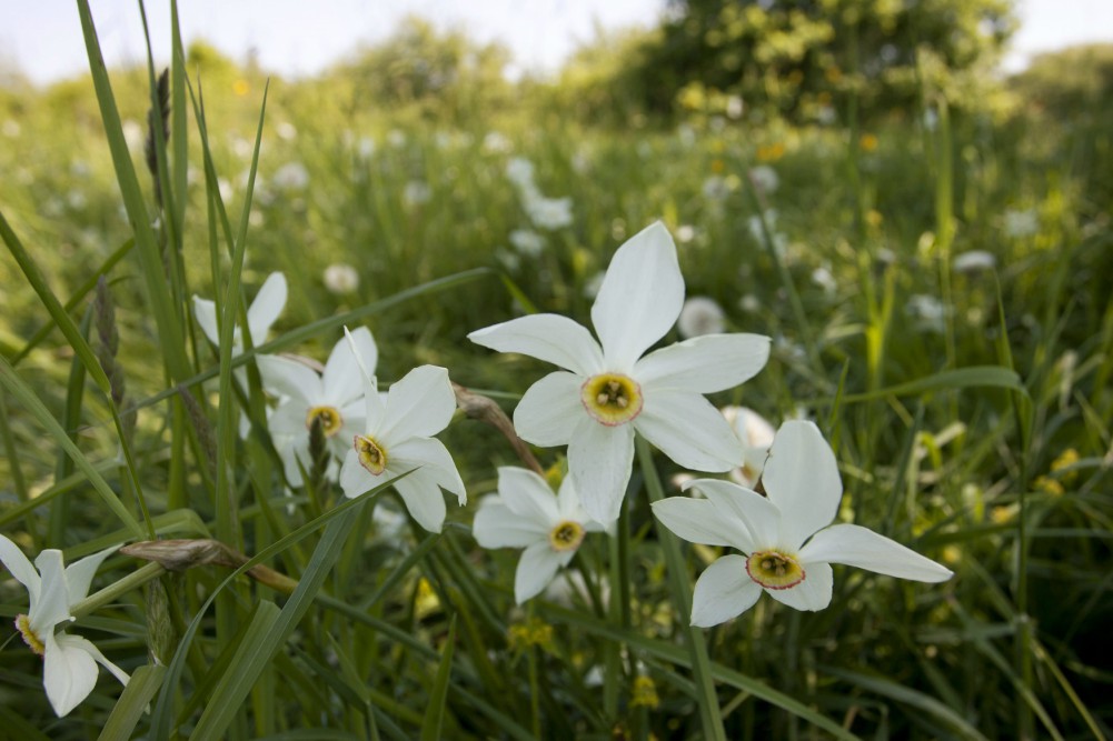 Nárciszünnep Kaposváron