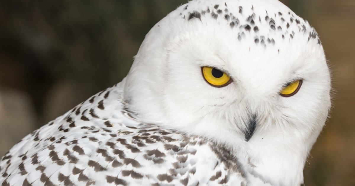 Hóbagoly érkezett a Budakeszi Vadasparkba | Demokrata