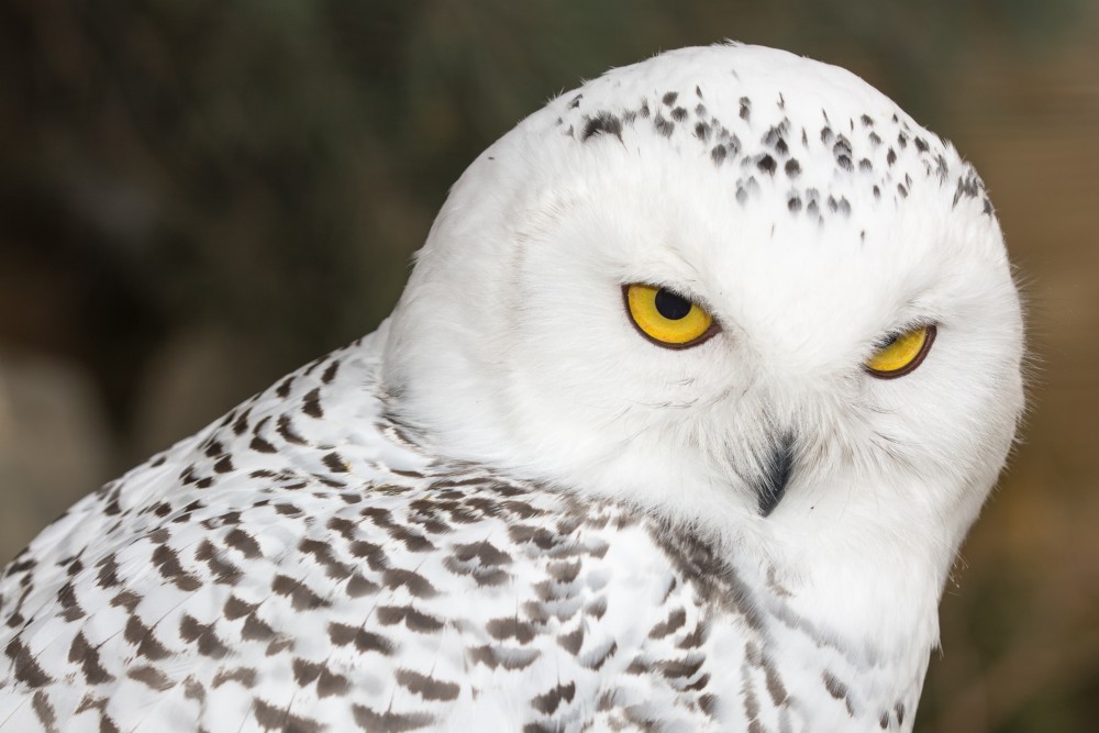 Hóbagoly érkezett a Budakeszi Vadasparkba