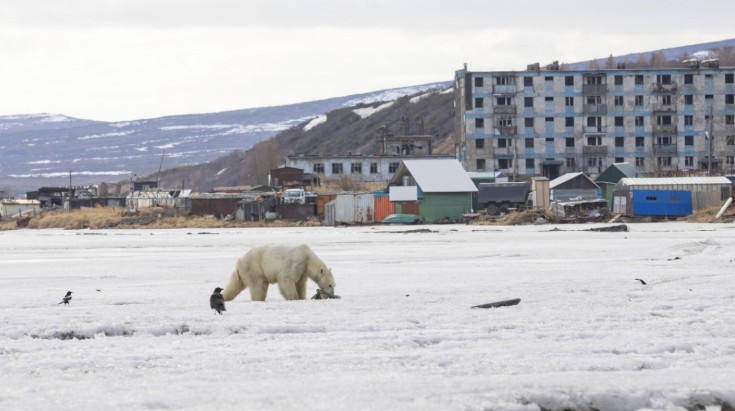 Hétszáz kilométert vándorolt az elcsigázott jegesmedve