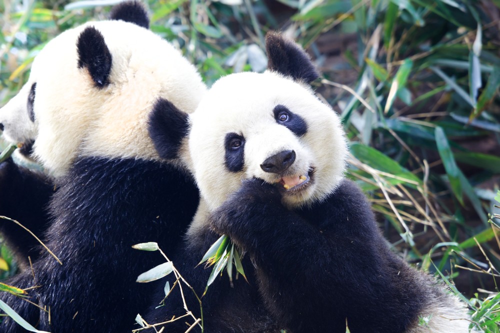 Óriáspandák érkeztek egy dániai állatkertbe