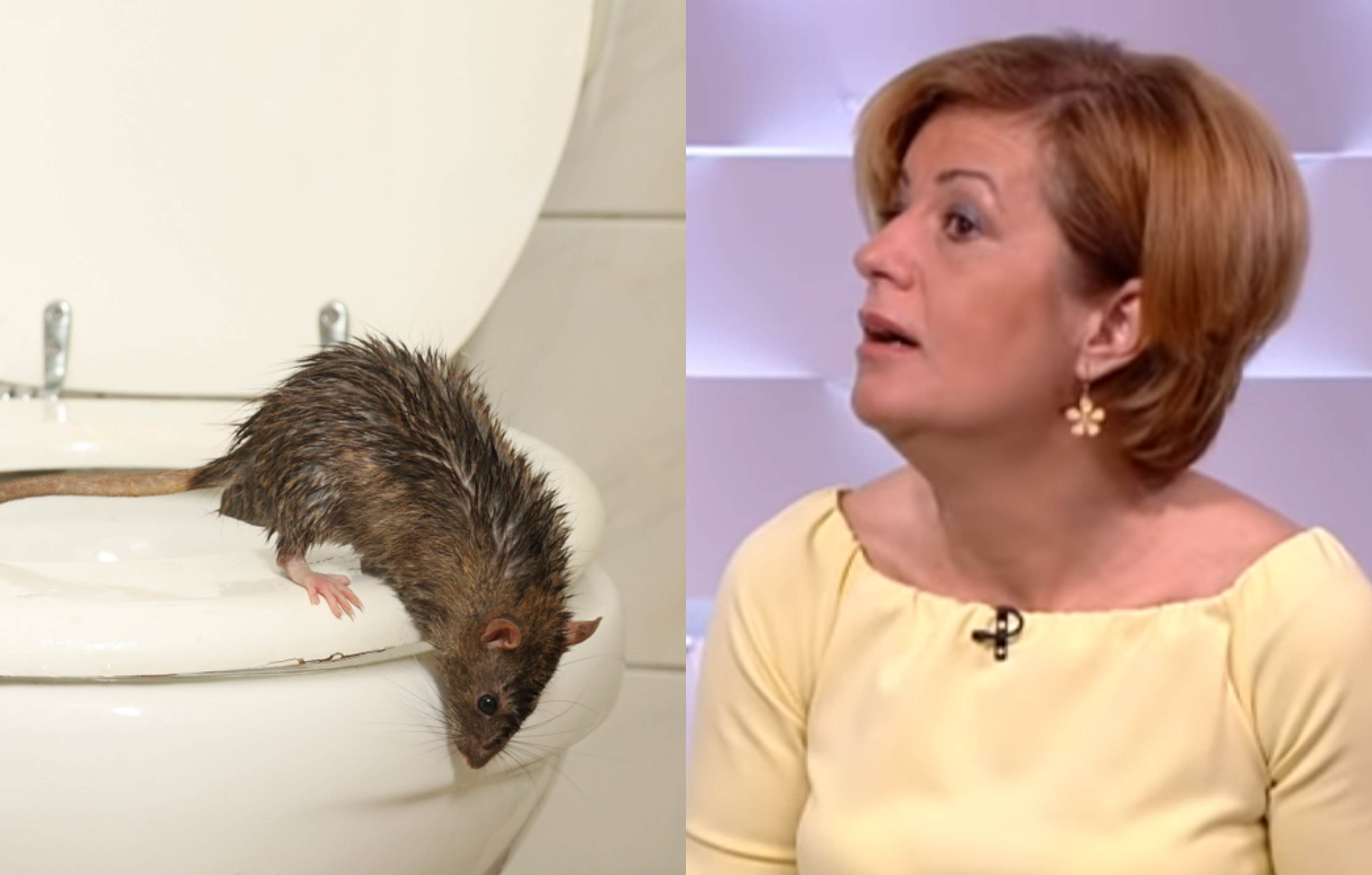 A Fidesz tájékoztató akciót indít Bangóné patkányos mondatáról