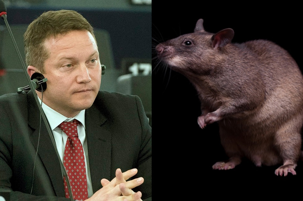 MSZP: „patkánykormányzás zajlik Magyarországon”