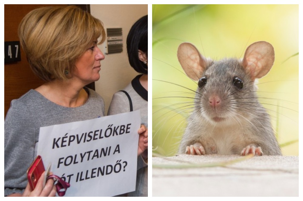 A választók 78 százaléka elítéli a „patkányozást”