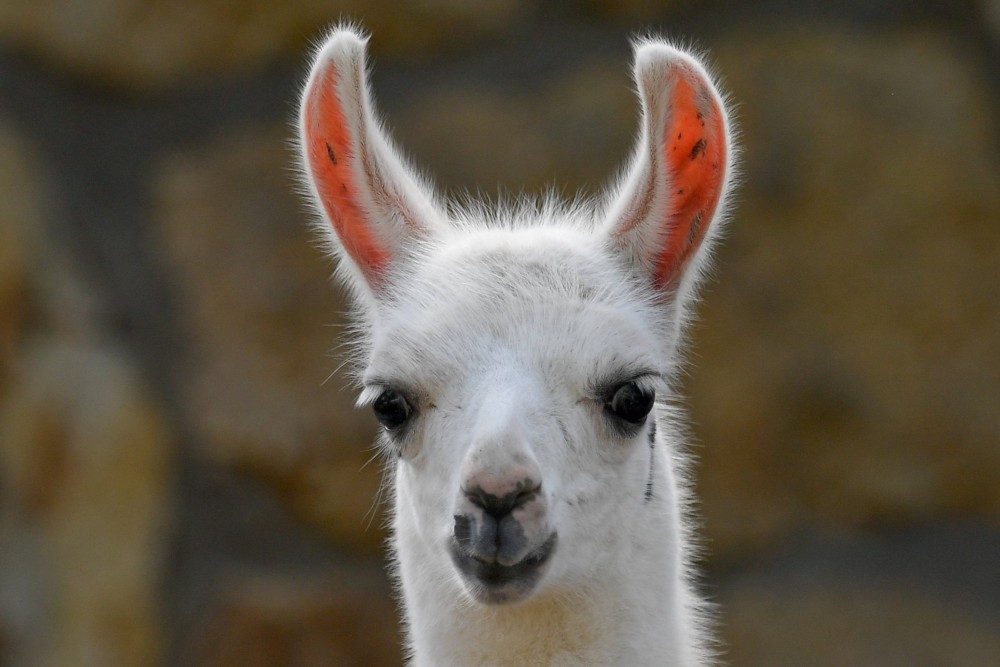 Tarka lámacsikó született Debrecenben