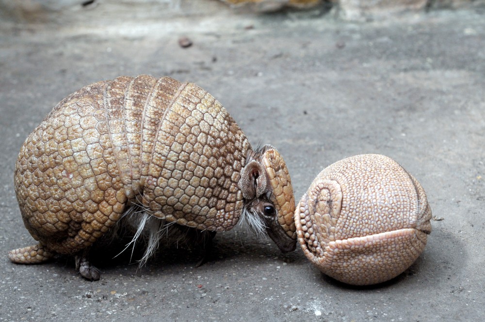 Újszülött matakókölyköt mutattak be a fővárosban