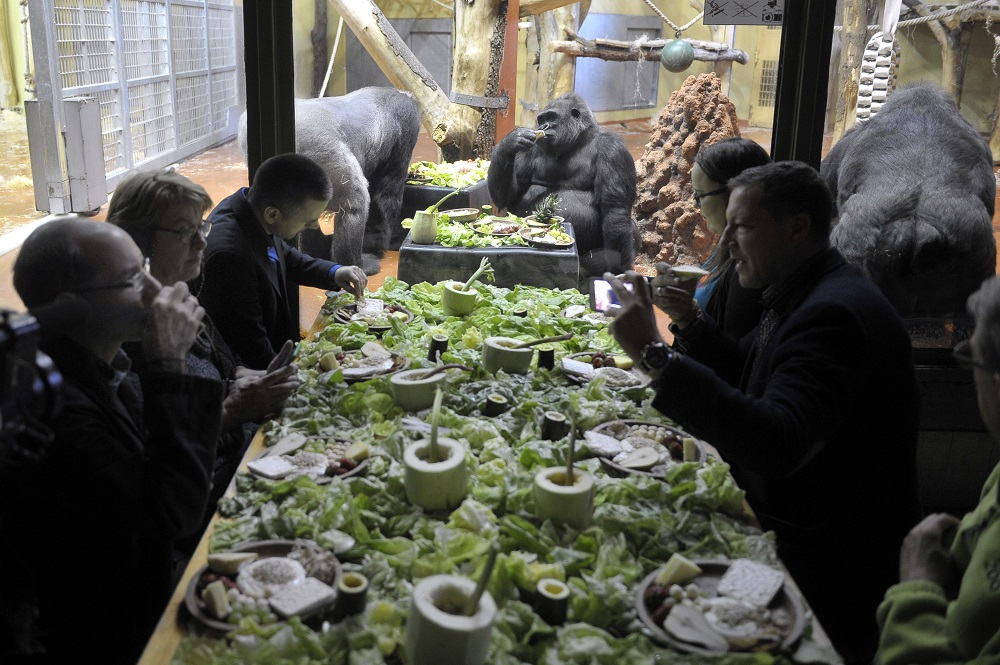 Gorillákkal reggeliztek állatvédők