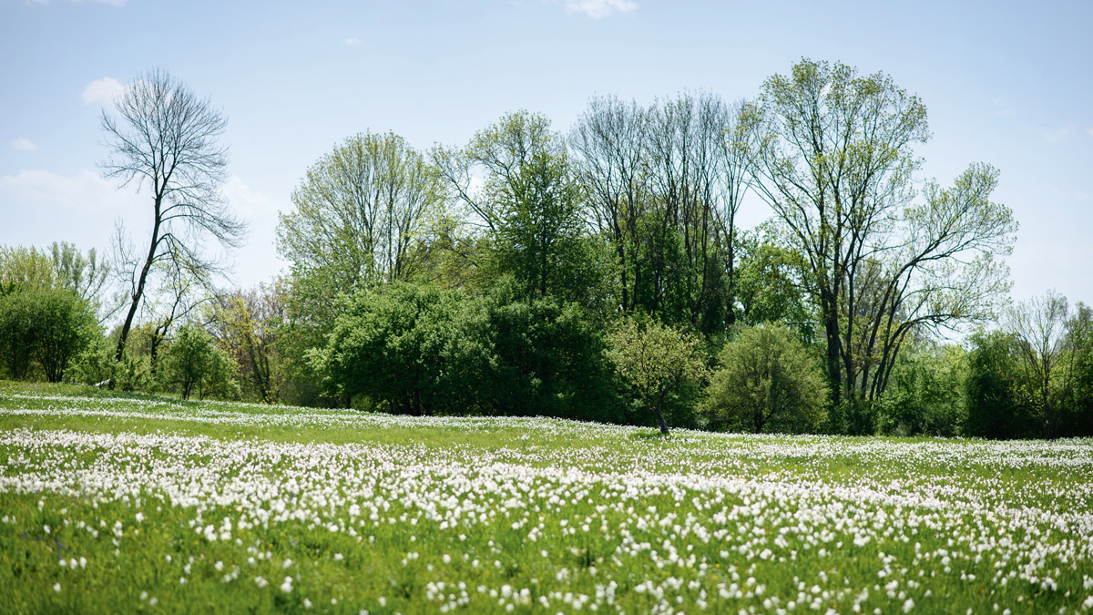Hófehér csillagtenger