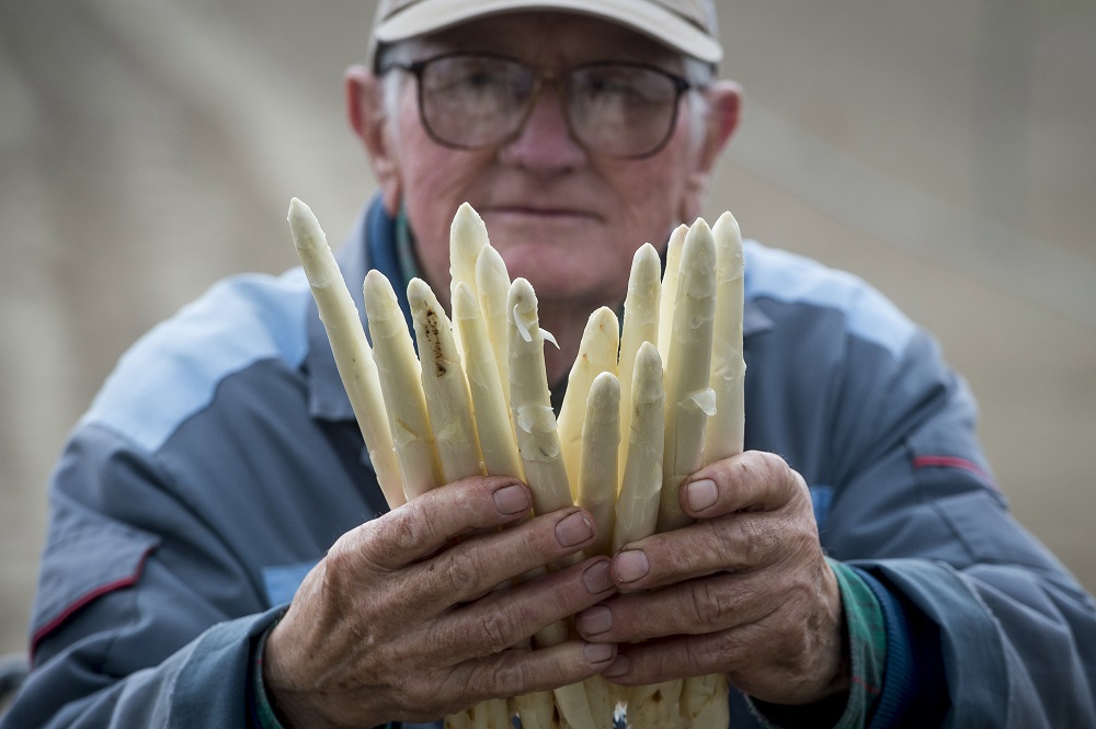 Magyarország erősnek számít az európai spárgatermesztésben