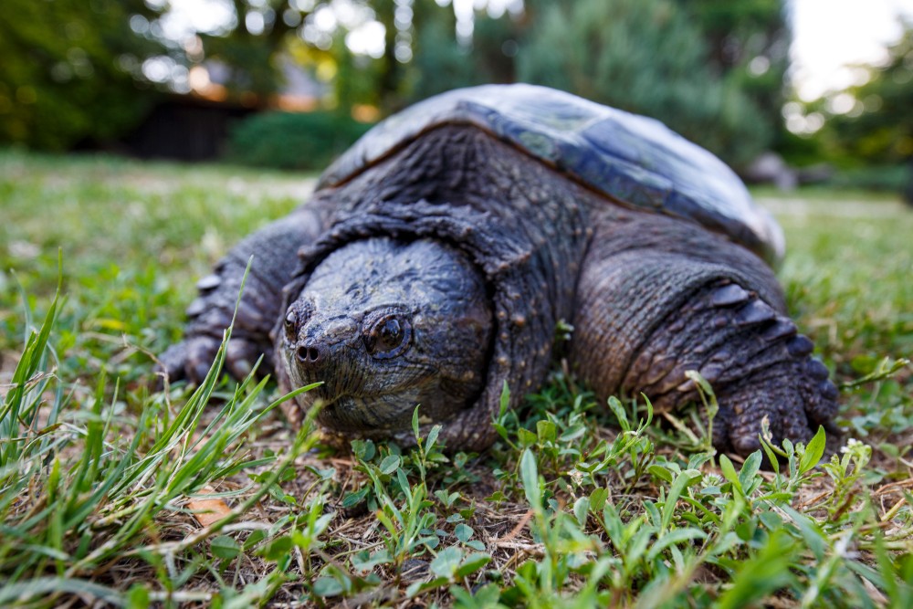 Az utcán találtak egy kifejlett aligátorteknőst Zalában