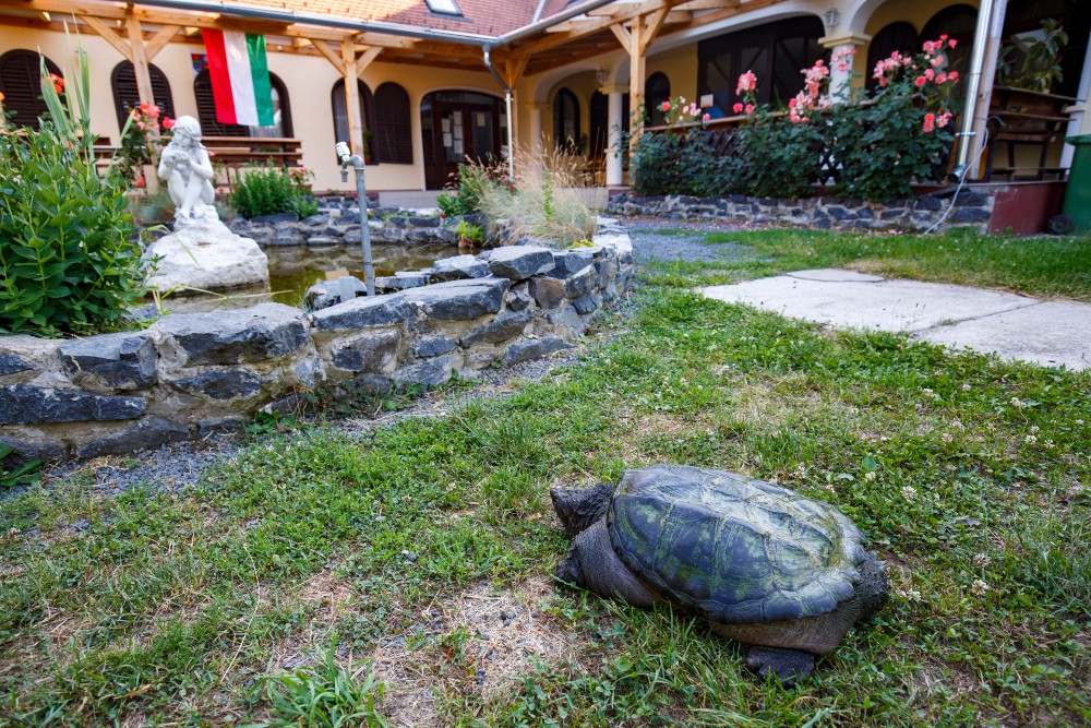 A kőröshegyi teknősfarmra került a veszélyes aligátorteknős