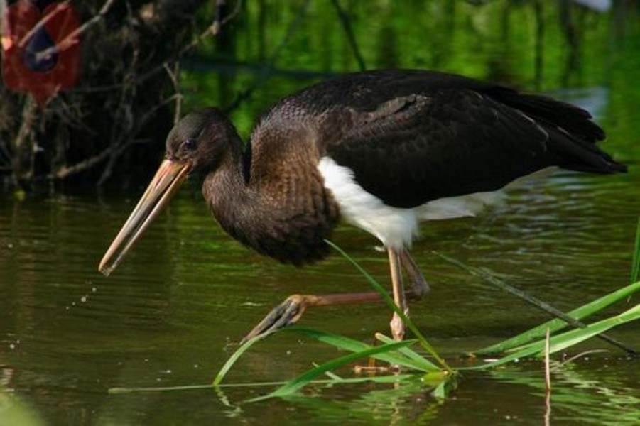 A Palicsi- és Ludas-tó élővilágát védik