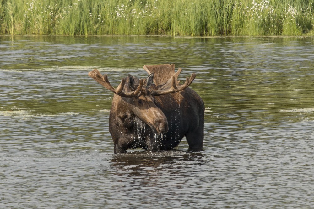 Meleg volt a július Alaszkában is