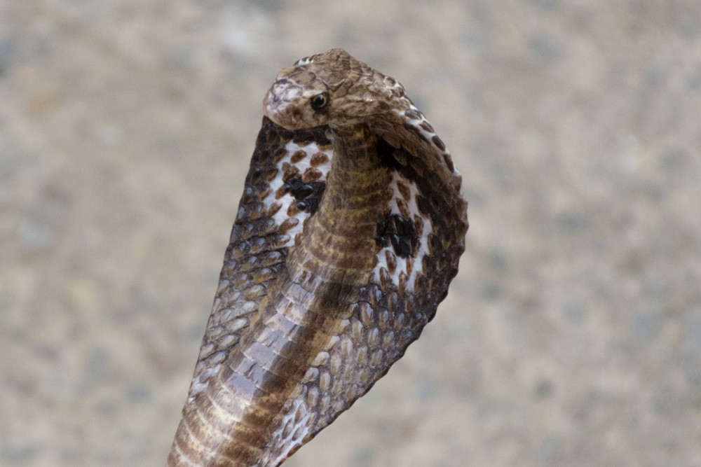 Öt nap után találták meg a mérges kígyót