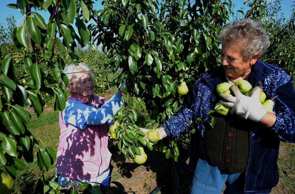 Nagyon kevés alma és körte terem a fagyok és az aszály miatt