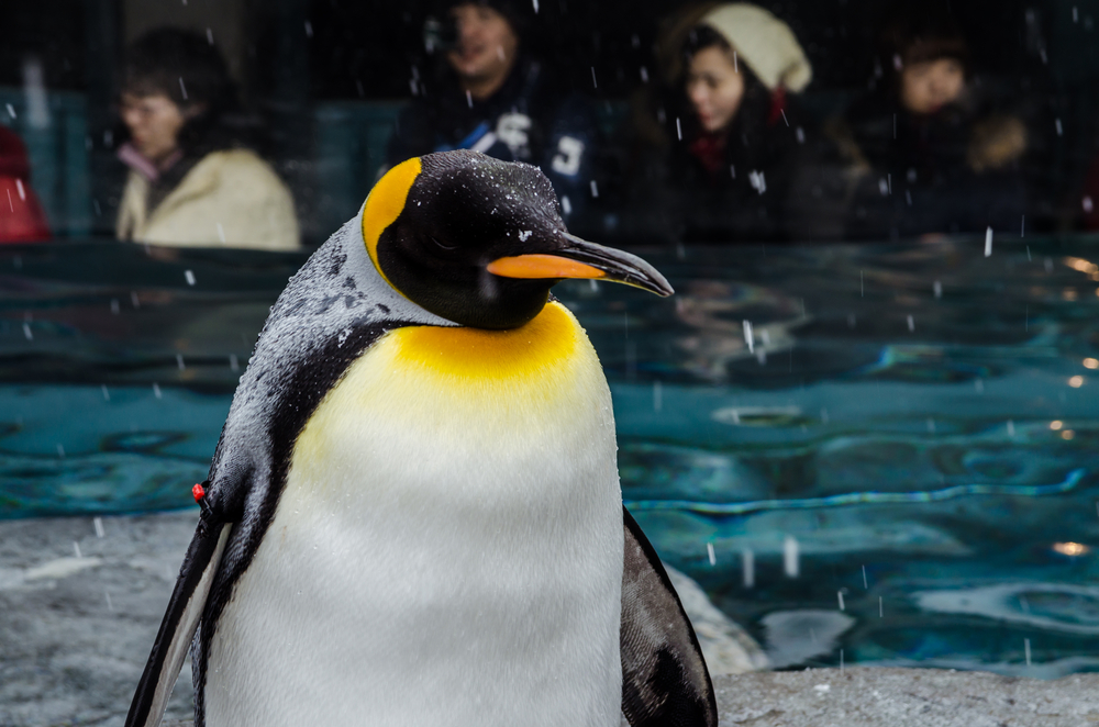 Óriáspingvin maradványait fedezték fel Új-Zélandon